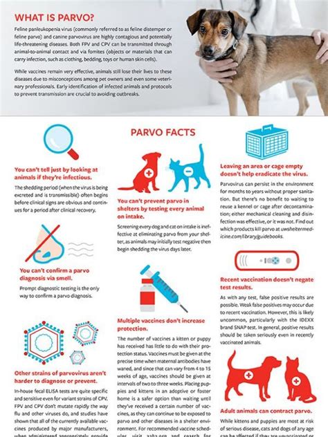 Pets by the numbers | HumanePro by The Humane Society of the United States